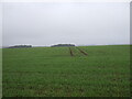 Winter cereal crop, Roxburgh Moor