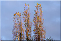 SP5465 : Top of the Poplars by Stephen McKay