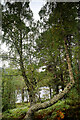 NH8907 : Loch an Eilein in the woods by Andy Waddington