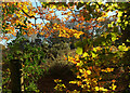 Beech leaves, Templer Way