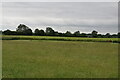 Pasture near Charney Bassett