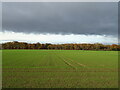 Crop field towards Rhododendron Wood