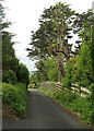 Path to Porthilly Cove