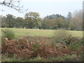 Sheep grazing near Broadgate