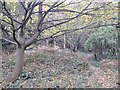 A path in the Fownhope woodlands