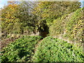 Path into a small copse