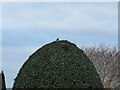 Male blackbird in November singing at Adcote