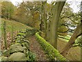 Wood Lane near Micklethwaite