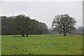 Isolated trees in pasture