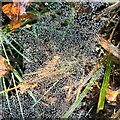 TQ4628 : Spider's web with water droplets by Ian Cunliffe