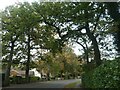 Trees along Oakwood Road, Chandler