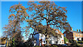 Trees of Ross, 1. Gloucester Road Oak