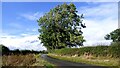 Healthy Ash Tree at Trees Farm