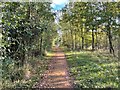 Woodland walk - Breed Fen