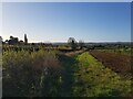 Field boundary near Uphampton, Worcestershire