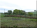 Grazing near High Peacockbank