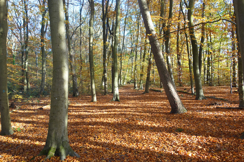 Great Binfields Copse © Des Blenkinsopp cc-by-sa/2.0 :: Geograph ...