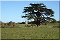 SO8844 : Cedar tree and Croome church by Philip Halling