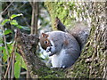 Grey squirrel at Forest Farm