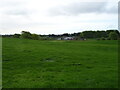 Grazing towards Cairnrie Farm