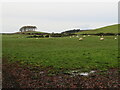 Sheep pasture at Glenlochar