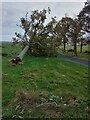 SX9685 : Fallen tree, south of Turf Lock on Exe Estuary by David Smith