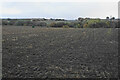 Planted field by Pinxton Lane