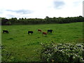 Cattle grazing near old railway embankment