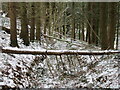 Fallen trees in Rumsdale Plantation