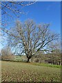 SU8695 : Hughenden Park - Winter trees by Rob Farrow