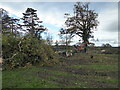 Fallen Oak tree near Hadnall