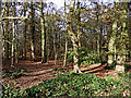 View into Himley Plantation, Staffordshire