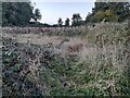 Wild area by Chapel Lane, Little Bourton