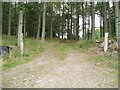 Forest track entering Budgate Plantation