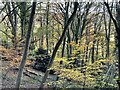 Woodland on the western slopes of Pontesford Hill