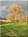 An oak tree next to the cider orchard