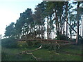 NT6378 : East Lothian Landscape : Storm-damaged Shelter-belt at Hedderwick Hill by Richard West