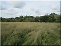 Overgrown grass field at Tunley