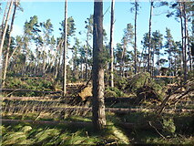 NT6378 : East Lothian Landscape : Storm-damaged Shelter-belt at Hedderwick Hill by Richard West