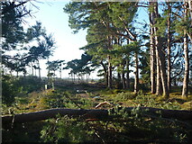 NT6378 : East Lothian Landscape : Storm-felled Trees Near Hedderwick Hill by Richard West