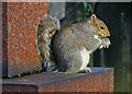TQ2577 : Grey squirrel eating peanuts in Brompton Cemetery by Neil Theasby