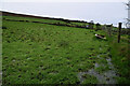 A wet field, Newtownstewart