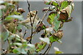 HP6514 : Blyth's Reed Warbler (Acrocephalus dumetorum), Norwick by Mike Pennington