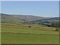 Drystone walls near Slack