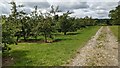 SO7661 : Orchard at the Martley Circular Walk by Fabian Musto