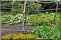 Speke Hall: The Kitchen Garden