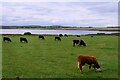 Cattle Grazing Near St John