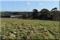 Path across field south of Ropley Station