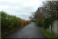 Hedge along Tadcaster Road