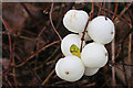 Snowberry (Symphoricarpos albus)